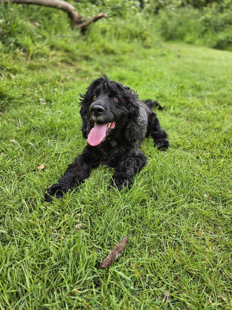 Pet Request Form - Renters Rights Act